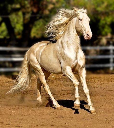 Akhal-Teke