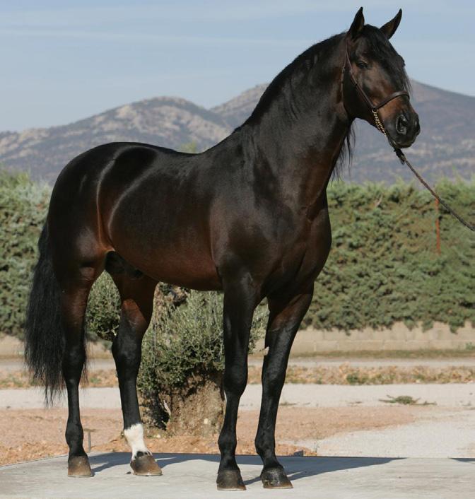 PRE Andalusian