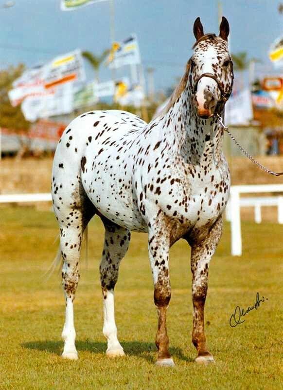 Appaloosa