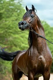 Arabian