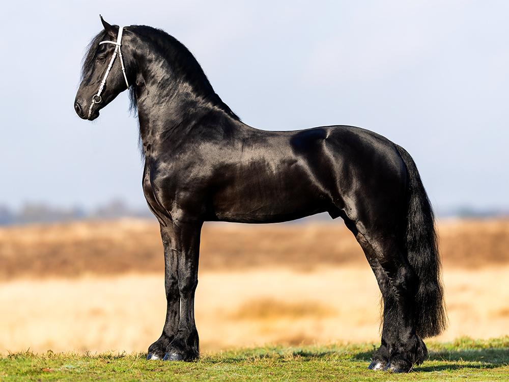 Friesian