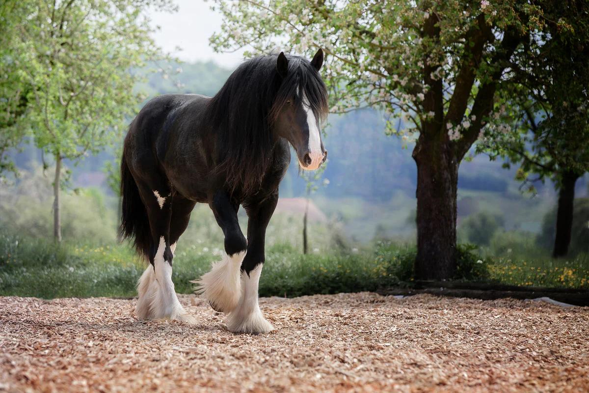 Percheron