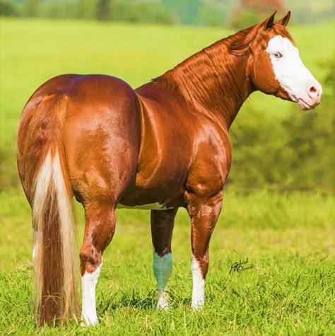 Quarter Horse
