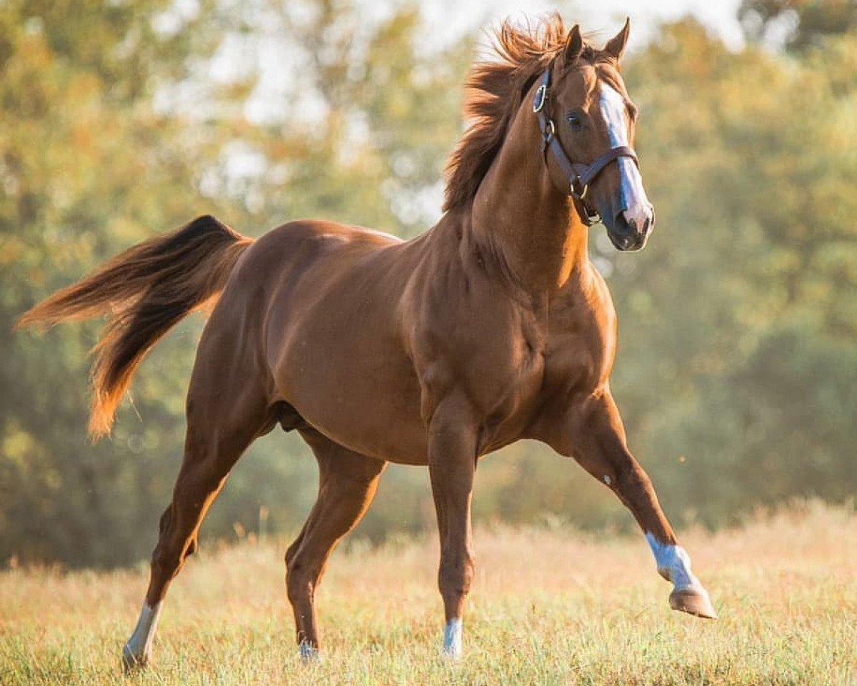 Thoroughbred