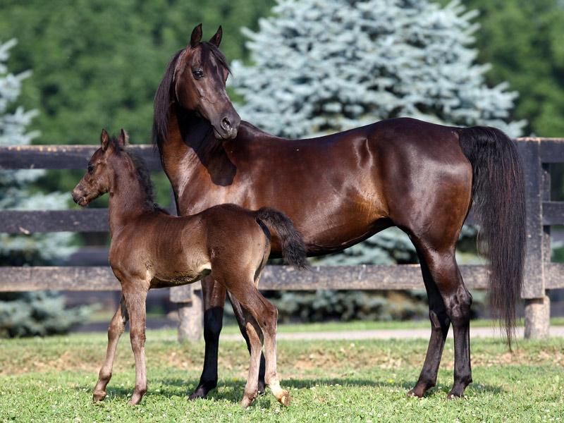Breeding
