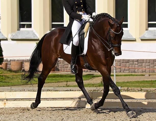Dressage